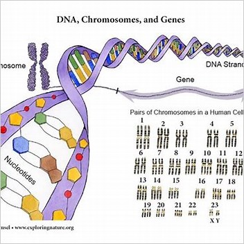 Chromosome 15 Human Genes On Human Chromosome 15